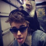 Bieber Monkey